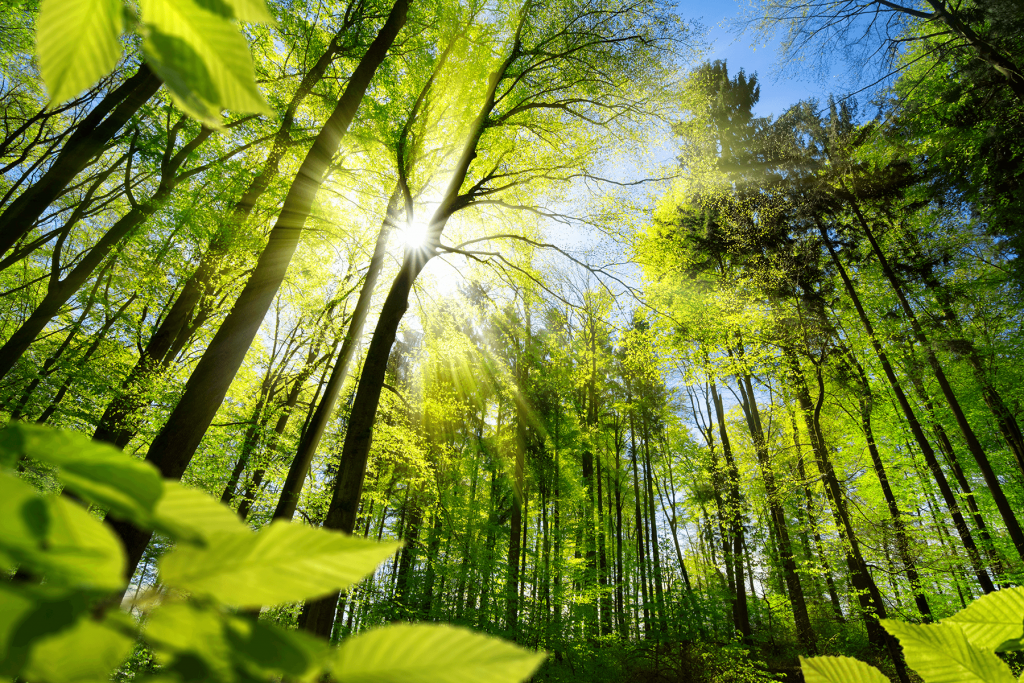 阳光照射下的树叶在森林中的细节gydF4y2Ba