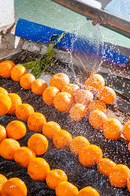 Tangerines getting washed by misting nozzles.